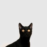 black cat with white background